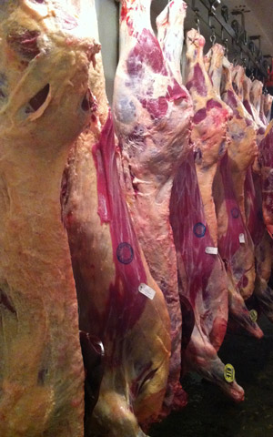tagged beef hanging in freezer