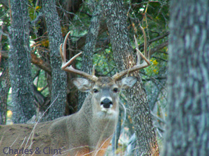 Whitetail buck deer